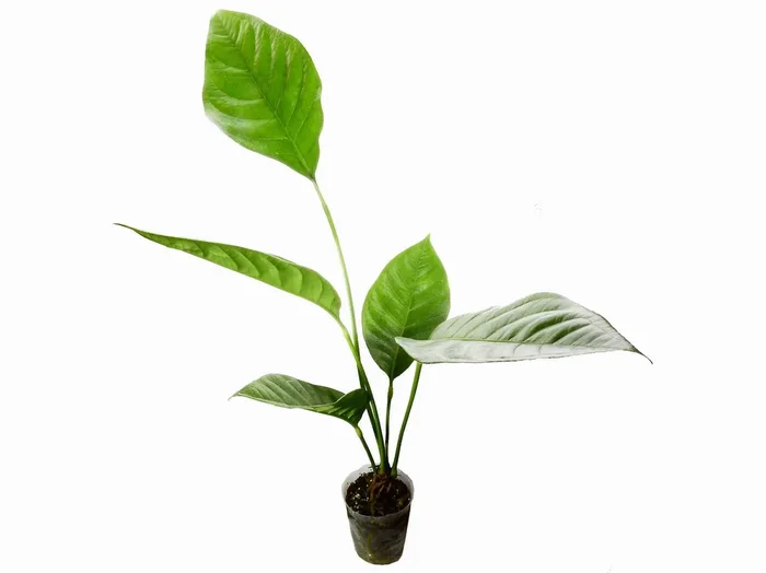 Anthurium oxycarpum ‚Giganteum‘