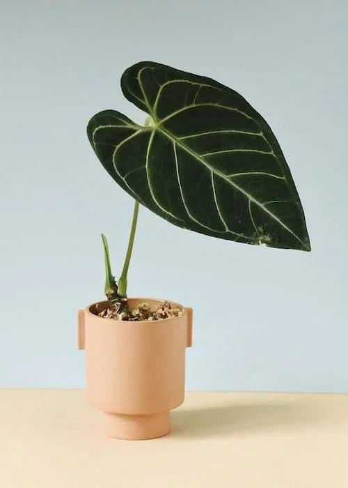 Anthurium Regal Baby