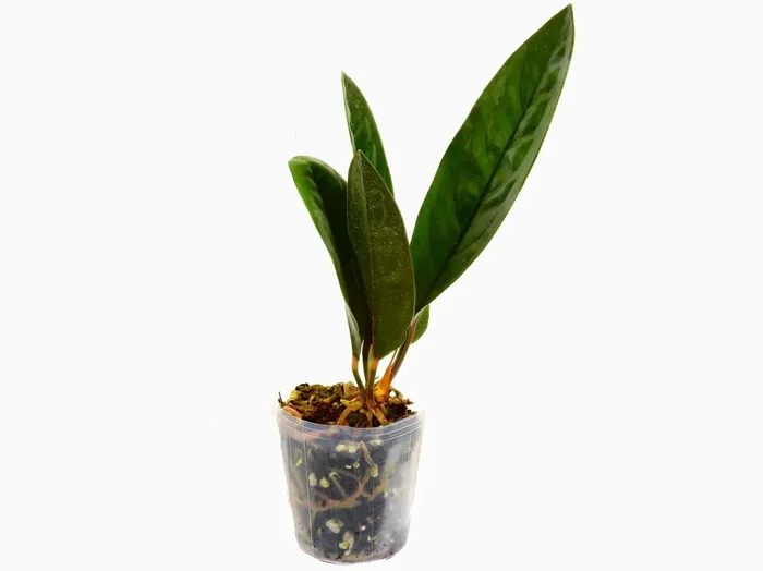 Anthurium superbum