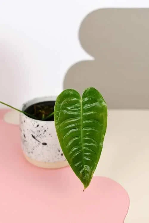 Anthurium Veitchii Baby by Plant Circle