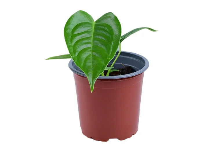 Anthurium veitchii XS (11cm Topf)