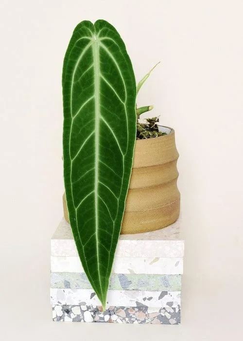 Anthurium Warocqueanum (Queen Anthurium) M
