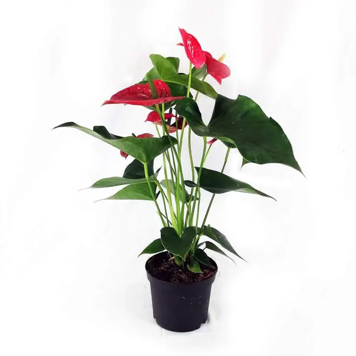 Anthuriumvase 17cm