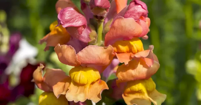 Antirrhinum majus Mix