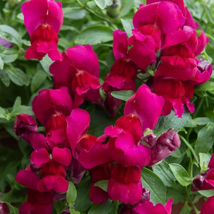 Antirrhinum majus (Pumilum-gr.)