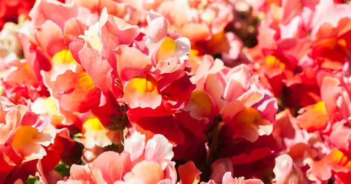 Antirrhinum majus, rot${2}
