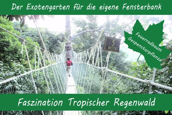 Anzuchtset Faszination Tropischer Regenwald