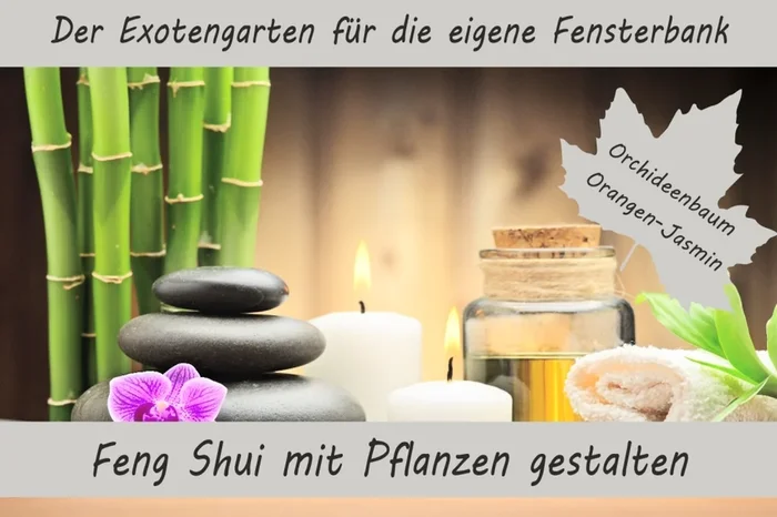 Anzuchtset Feng Shui mit Pflanzen gestalten
