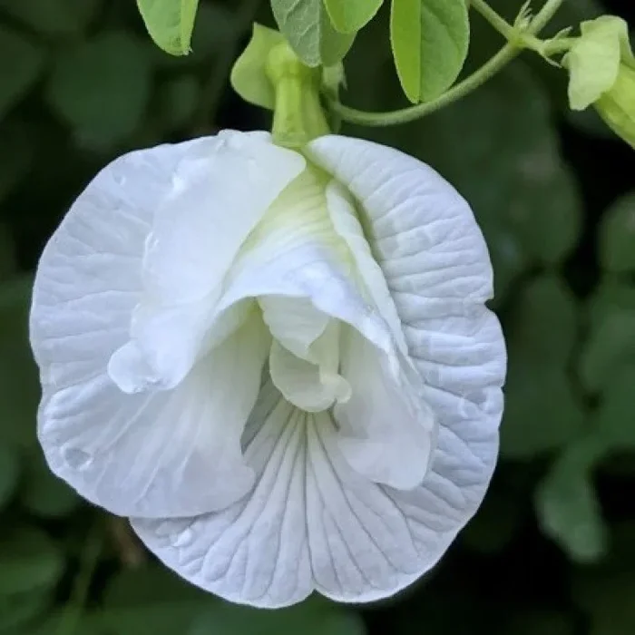 Aparajita Double Petal Flower Plant – White