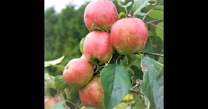 Apfel ‚Gravensteiner‘