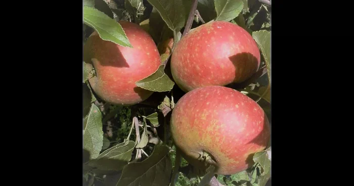 Apfel ‚Ingrid Marie‘