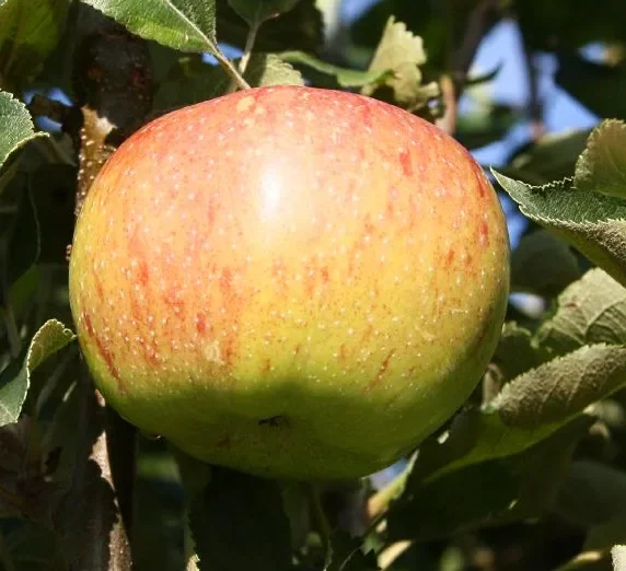 Apfel ‚Jonagold‘ MM111 – Buschbaum