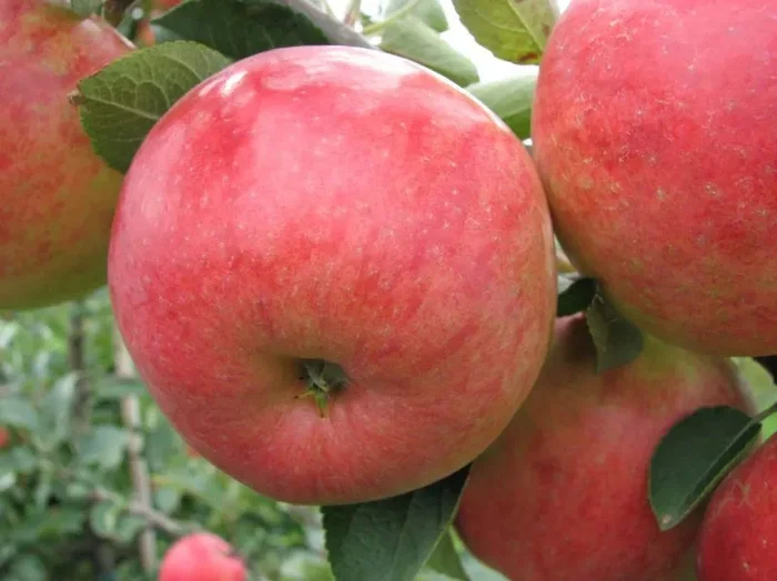 Apfel ‚Rebella ® M 26 – Halbstamm mehrach resistenter Herbstapfel