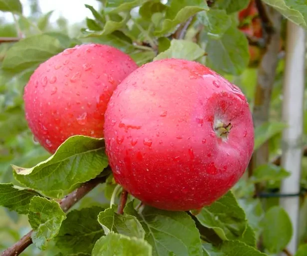 Apfel ‚Santana‘ ® MM 111 -Buschbaum Allergikergeeignet