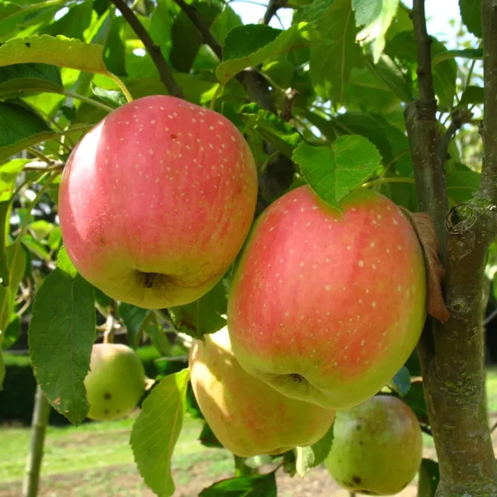 Apfel „Finkenwerder Herbstprinz“