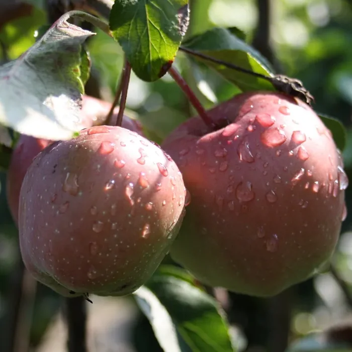 Apfel „Gloster“