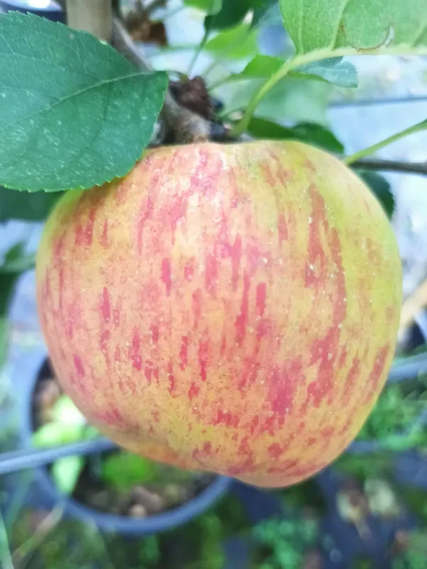 Apfel „James Grieve“