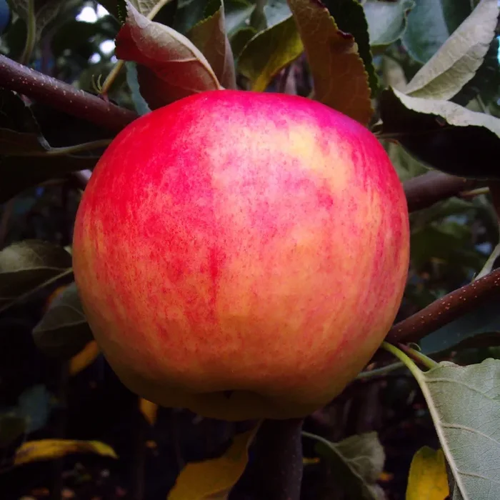 Apfel „Piros“ ®