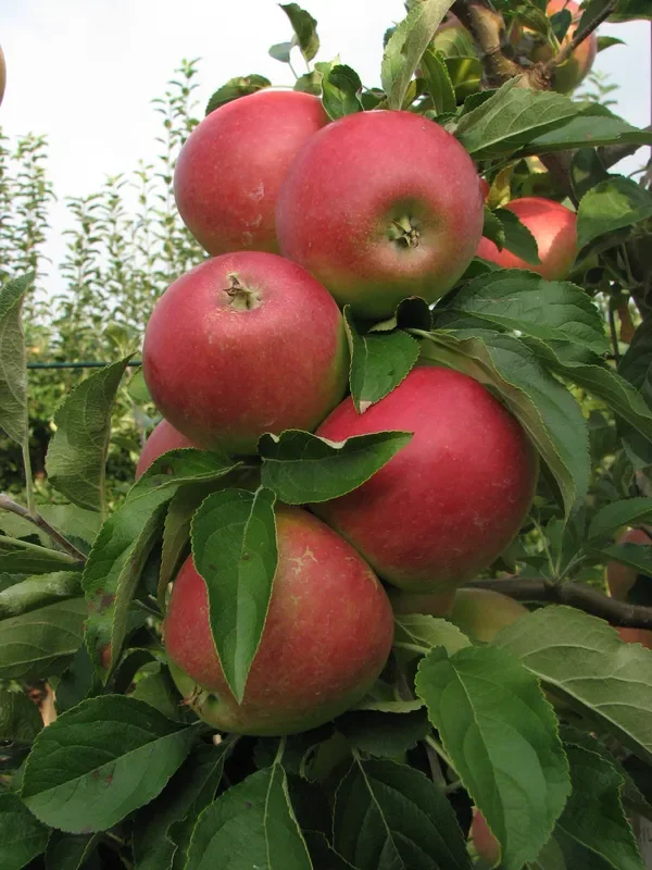 Apfel „Retina“ ®