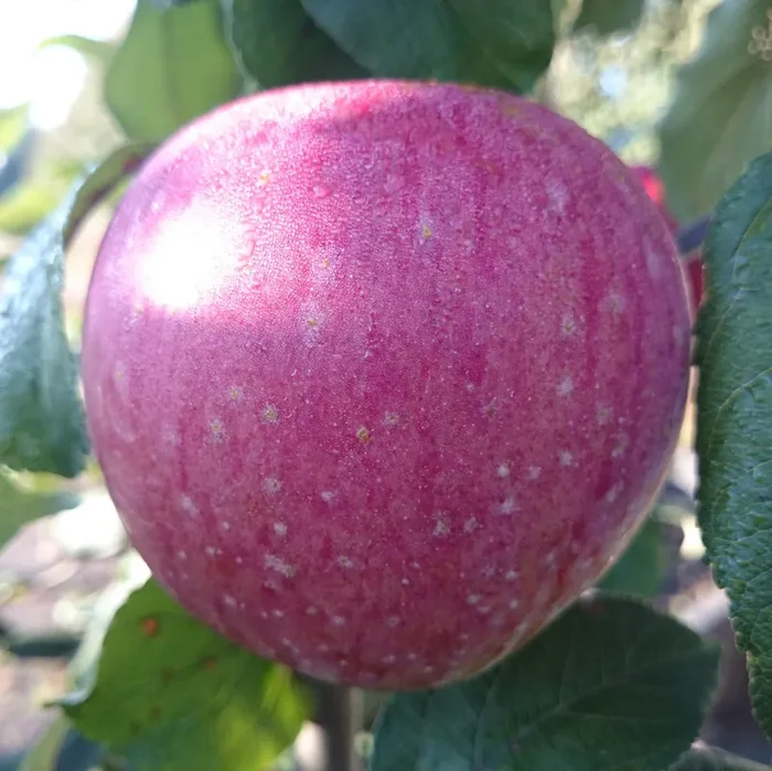 Apfel „Rote Sternrenette“