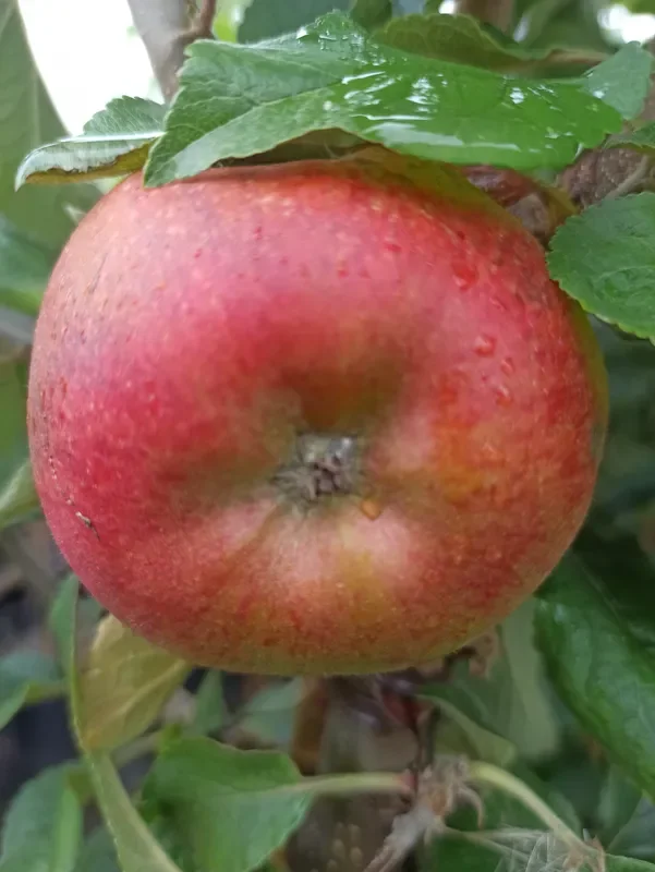 Apfel „Roter Berlepsch“