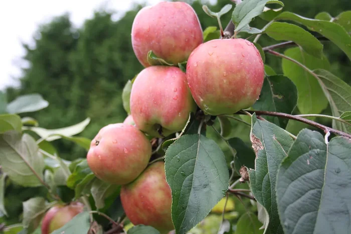 Apfel „Roter Gravensteiner“