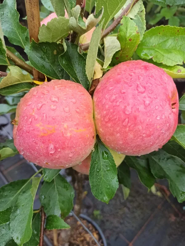 Apfel „Roter James Grieve“