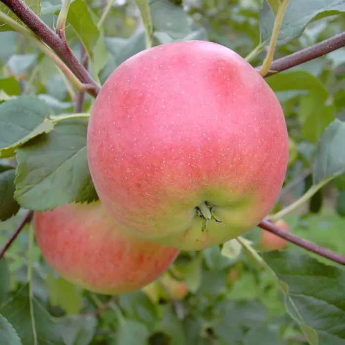 Apfel „Rubinola“ ®