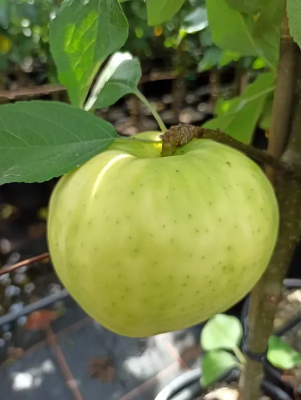 Apfel „Weißer Klarapfel“
