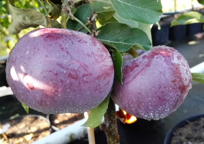 Apfel Blauer Kölner