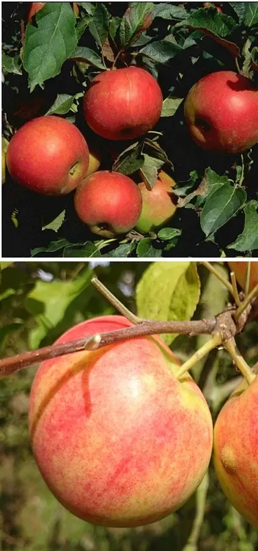 Apfel DUO ‚Idared/Geheimrat Oldenburg‘