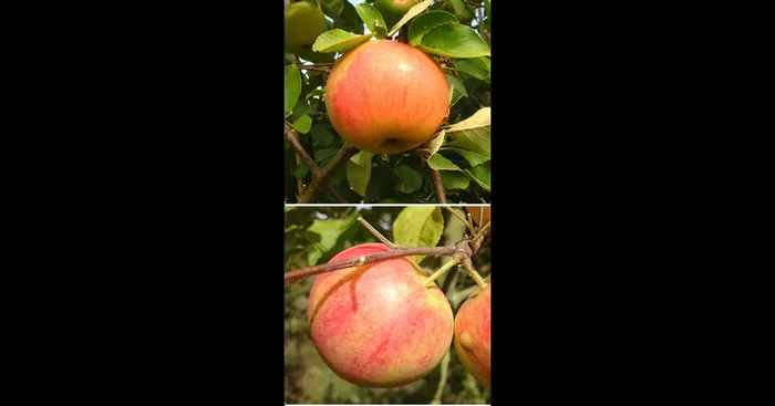 Apfel DUO ‚James Grieve/Geheimrat Oldenburg‘