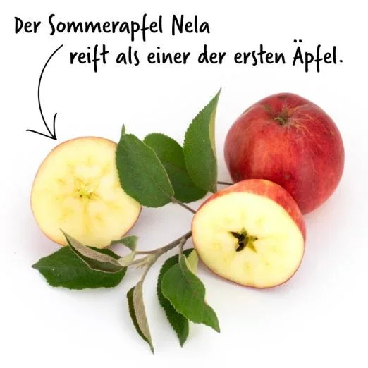 Apfel Nela