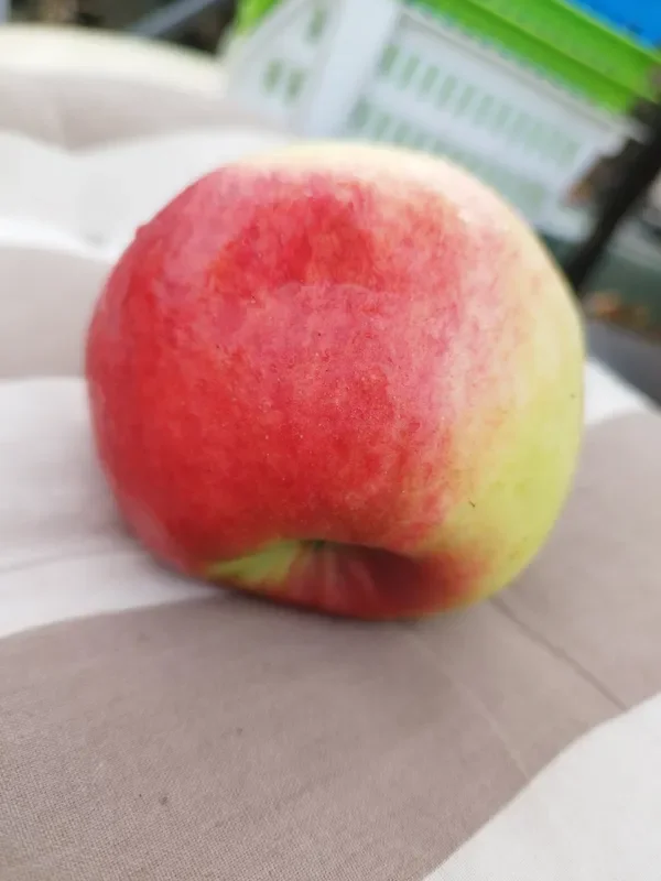 Apfel Prinz Albrecht von Preußen
