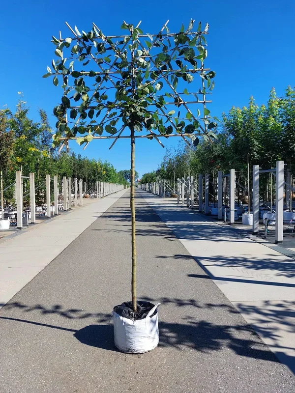 Apfel Spalierbaum ‚Rode Boskoop‘