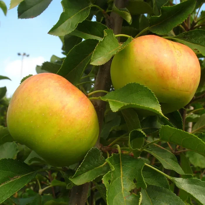 Apfel Topaz ®