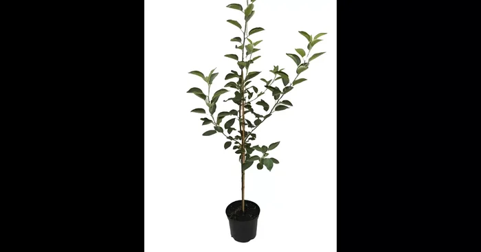 Apfelbaum ‚Geheimrat Dr.Oldenburg‘