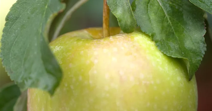 Apfelbaum ‚Pinova'(s)