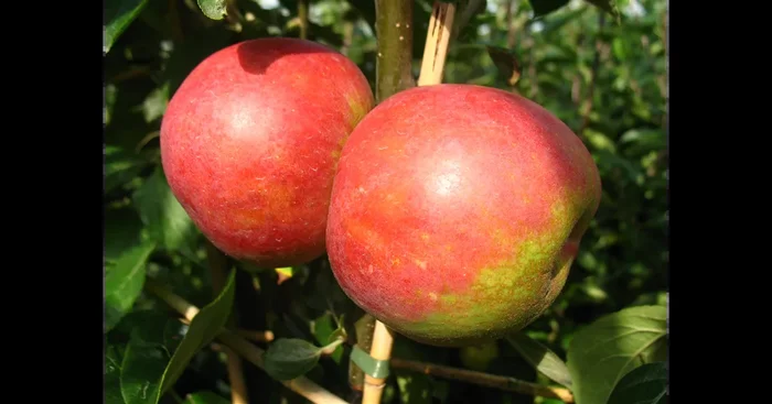 Apfelbaum ‚Roter Boskoop‘