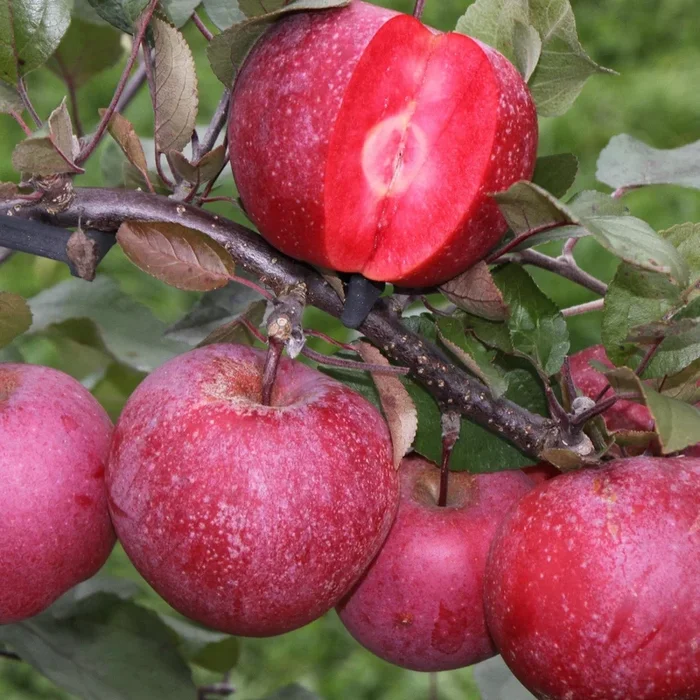 Apfelbaum Baya Marisa