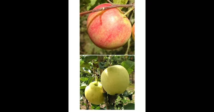 Apfelbaum DUO ‚Geheimrat Oldenburg/Weißer KlarApfel‘