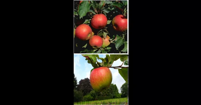 Apfelbaum DUO ‚Idared/Juwel von Kirchwerder‘