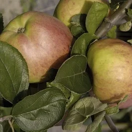Apfelbaum (Malus domestica ‚Dubbele Bellefleur‘)