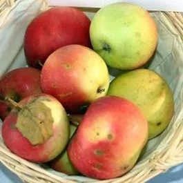 Apfelbaum (Malus domestica ‚Jonathan‘)