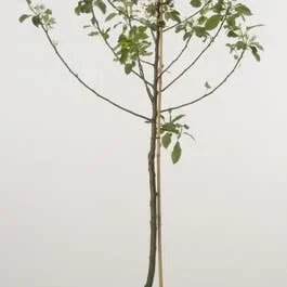 Apfelbaum (Malus domestica ‚Topaz‘)