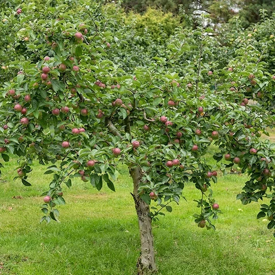 Apfelbaum Melrose