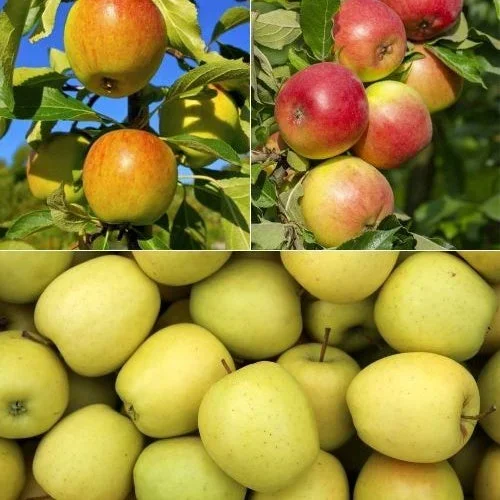 Apfelbaum Mischung: Reine de Reinettes, Gala, Golden Delicious