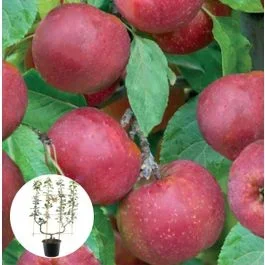 Apfelbaum Rode Boskoop Spalier