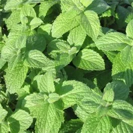 Apfelminze (Mentha suaveolens)