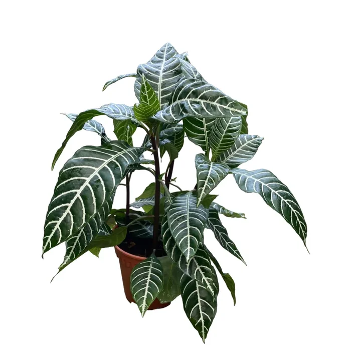 Aphelandra squarrosa, Zebra Plant (0.4m)